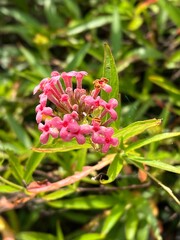 beautiful botanical shot, natural wallpaper, panama ixora rose flower
