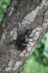 桃の木のカブトムシ20250704