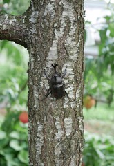 桃の木のカブトムシ20250703