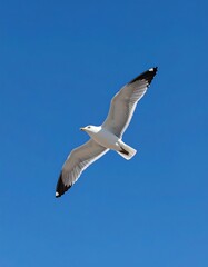 Obraz premium A seagull in flight against a vibrant blue sky