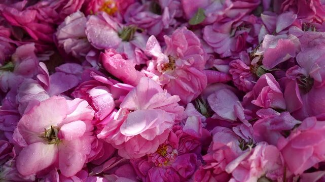 Rose florals being used in the culinary industry