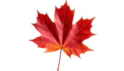 Fototapeta premium A vibrant red maple leaf, isolated on a white background, showcases autumnal colors and intricate veining