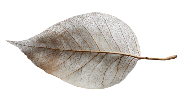 Single delicate dry leaf with visible intricate vein structure isolated, transparent background