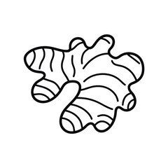 Hand drawn outline of a fresh ginger root on a white background