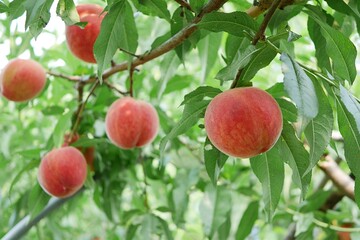 完熟したモモの実20250702