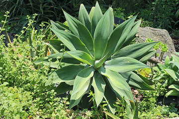 Obraz premium Planta Cuello de Cisne (Agave Attenuata)