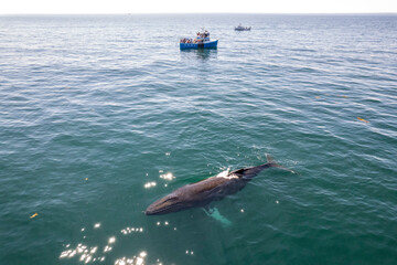 Fototapeta premium Whale