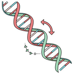 Colorful Illustration of DNA Double Helix Structure