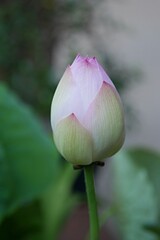 茶碗蓮の蕾20250702