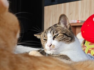 A tabby cat gives a mischievous look to a blurry orange cat in the foreground. This close-up...