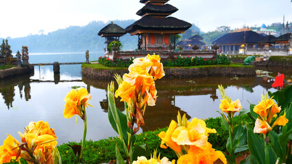Bird of Paradise Tropical Flower Beauty In Nature Blossom Tropical Rainforest. White Yello Flower in green nature background. Wildflower Heliconia Springtime Landscape Scenery Bali Botany Garden park