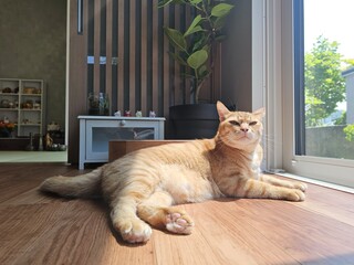 A peaceful orange tabby cat is lying in a sunbeam on a wooden floor, looking on with a calm expression. This cozy image captures a serene moment of a pet enjoying its Japanese home.