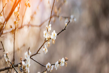 Banner White cherry blossom Pastel flower floral soft nature bloom blurred background. Romance flower plum tree botanic garden bloom spring season. Banner Cherry blossom petals plant with copy space