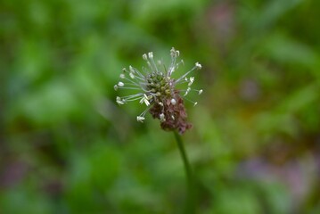 Plantago lanceolata (Ribwort plantain) flowers. Plantaginaceae weeds. Small white flowers bloom at the end of the flower stalk from spring to autumn.