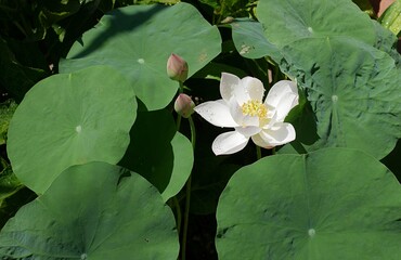 茶碗蓮の花20250707