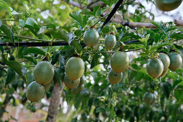 Fruitful passionfruit, passionfruits on the plants.