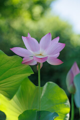 Beautifully blooming lotus
