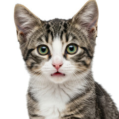 Obraz premium Closeup portrait of a tabby kitten isolated on transparent background