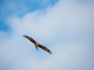 A black kite glides gracefully through a clear, pale blue sky with soft white clouds. 