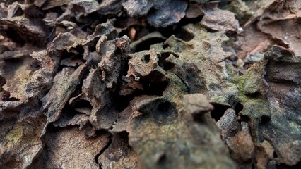 spider on the ground