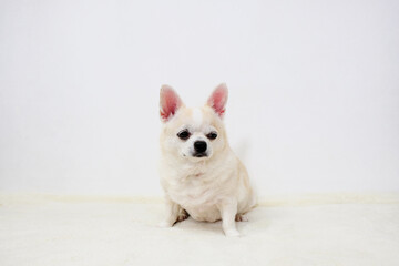 Chihuahua dog sitting on a white background