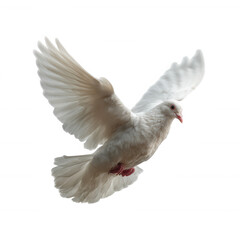 Obraz premium A graceful white dove with outstretched wings, captured in mid-flight against a clean, unadorned background, symbolizing peace and freedom.