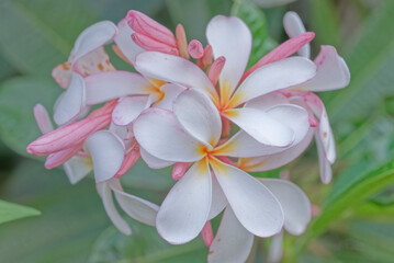 Plumeria (Dwarf Singapore Pink) in the garden