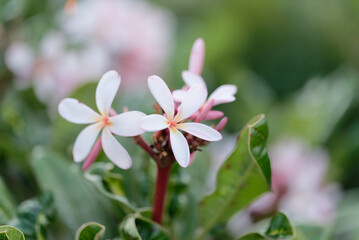 Plumeria (Dwarf Singapore Pink) in the garden
