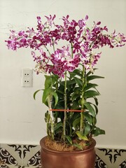A stunning display of abundant purple and white Dendrobium orchids in full bloom, arranged in a large decorative pot indoors.