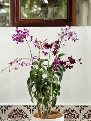 A lush display of blooming Dendrobium orchids featuring vibrant purple and white flowers in a...