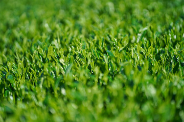 日本のお茶,茶葉,茶農家,Green tea