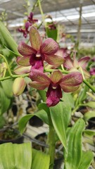 Exotic bicolored dendrobium orchids with speckled magenta and chartreuse petals blooming in a commercial greenhouse