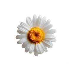 Naklejka premium A vibrant daisy flower with white petals and a bright yellow center on a white isolated background.