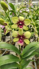 A stunning close-up of exotic Dendrobium orchid flowers with vibrant chartreuse green and deep magenta petals.