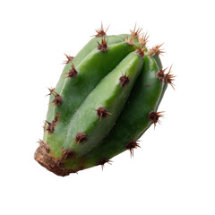 A vibrant green cactus with distinctive spines and a unique shape, displayed on a white isolated background, showcasing its natural beauty and resilience.