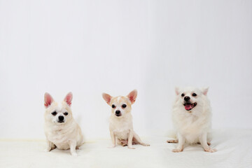 Three Chihuahuas sit on a white background.