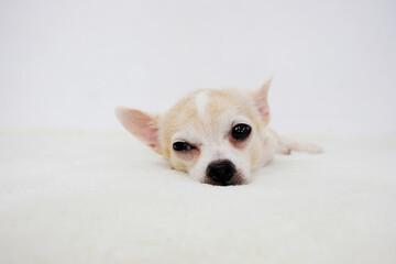 Chihuahua dog lying on a white background