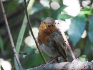 European robin on a branch