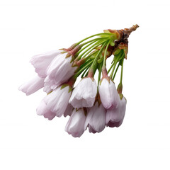 Delicate cherry blossom flowers with pale pink petals, arranged in a cluster against a white isolated background, symbolizing the beauty of spring and renewal.