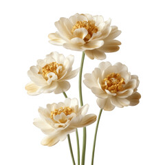 Four beautiful cream peony flowers elegantly arranged, showcasing delicate petals and vibrant centers on a white isolated background.