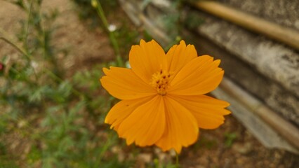 Close-up of a blooming yellow cosmos flower in an outdoor garden. Bright tropical flower with soft Close-up of a blooming yellow cosmos flower in an outdoor garden. Bright tropical flower with soft 

