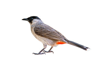 Sooty-headed Bulbul with black head and bright red vent stands gracefully on white background, showcasing its soft plumage and alert posture.