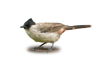 Sooty-headed Bulbul perched on a branch, showing its black crest and red under-tail against a white background.