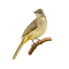 Fototapeta premium Streak-eared Bulbul perched on a branch, showing its pale olive plumage and distinctive facial streaks, isolated on white background.