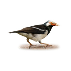 Asian Pied Starling walking forward with alert eyes, showing distinct black and white plumage and orange bill against a clean white background.
