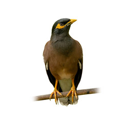 Common Myna perched on a branch, showcasing its yellow eye patch, strong legs, and alert posture...