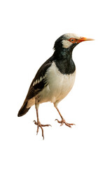 Asian Pied Starling standing upright, showcasing its bold black and white plumage with a striking...