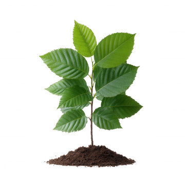 Fototapeta Young green plant sprouting from dark soil, represents growth and renewal. Perfect for nature-related themes or environmental awareness.