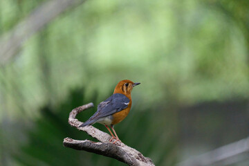 Orange-headed Thrush (Geokichla citrina) singing with open beak on tree stump against soft green bokeh in Hong Kong. Vibrant rufous head, blue-gray wings and white belly.