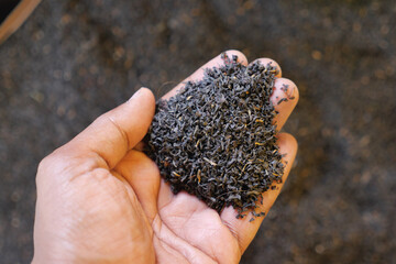 Hand holding loose black tea leaves in natural setting